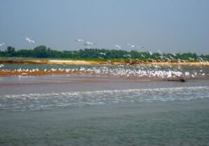 Best tourist places in Odisha- Chilika Lake